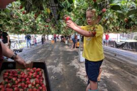 Fruit Picking in Western Sydney