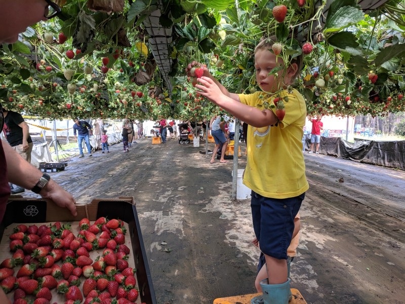 Fruit Picking in Western Sydney