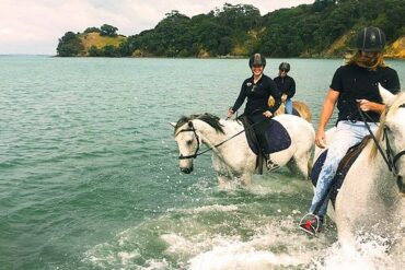 Horse Riding in Auckland