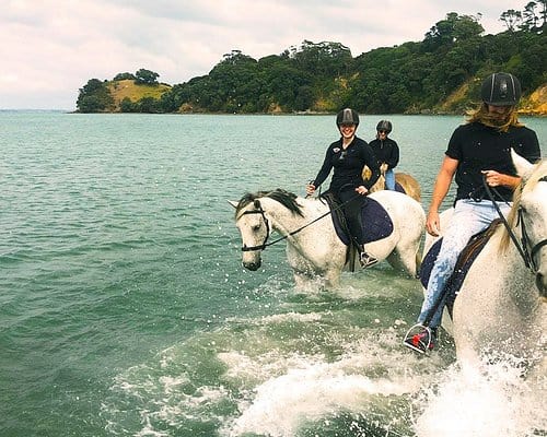 Horse Riding in Auckland