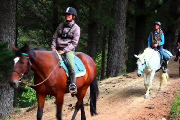 Horse Riding in Dunedin