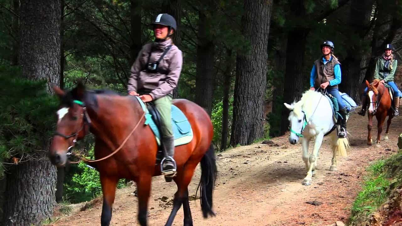 Horse Riding in Dunedin