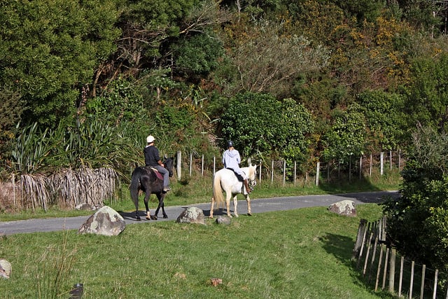 Horse Riding in Lower Hutt