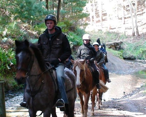 Horse Riding in Wellington