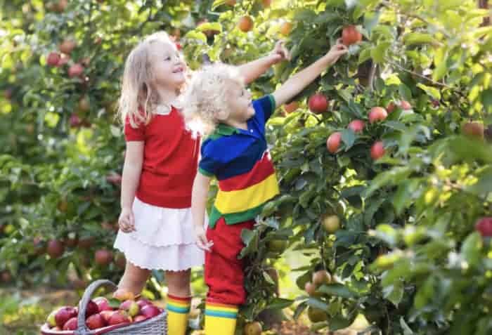 Fruit Picking in Adelaide