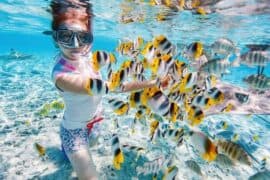 Snorkelling Locations in Auckland