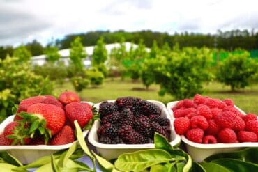 Strawberry Picking Places in Auckland