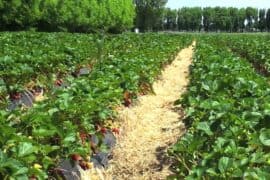 Strawberry Picking Places in Christchurch