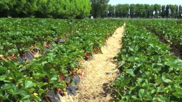 Strawberry Picking Places in Christchurch