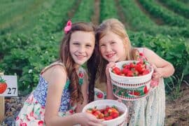 Strawberry Picking Places in Hamilton