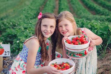 Strawberry Picking Places in Hamilton