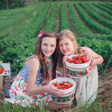 Strawberry Picking Places in Hamilton