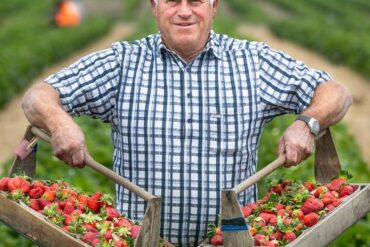 Strawberry Picking Places in Lower Hutt