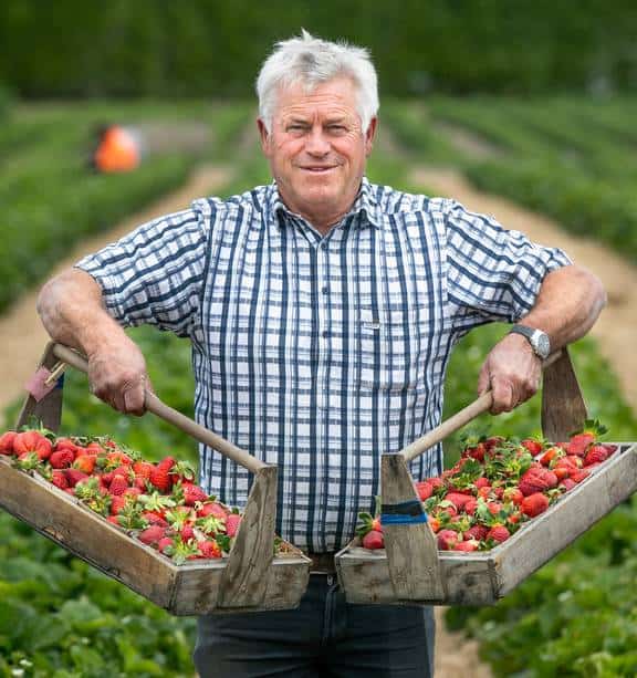 Strawberry Picking Places in Lower Hutt