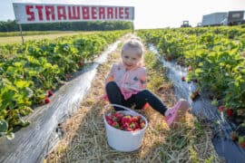 Strawberry Picking Places in Queenstown