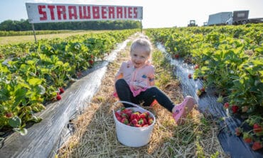 Strawberry Picking Places in Queenstown