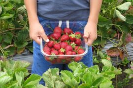 Strawberry Picking Places in Sydney