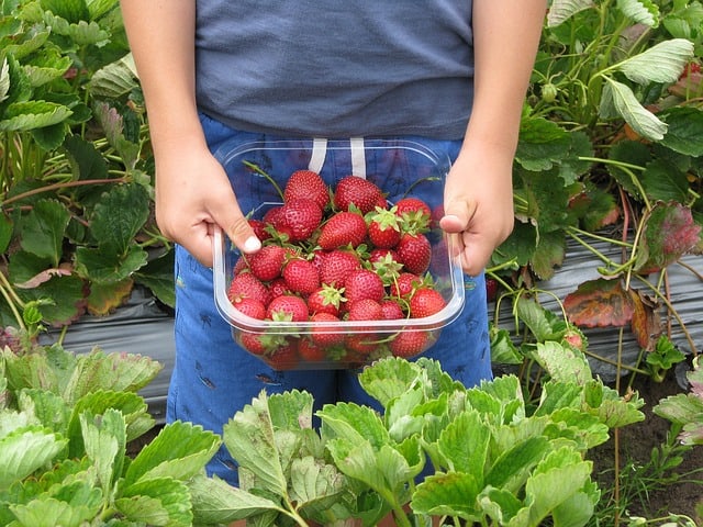 Strawberry Picking Places in Sydney