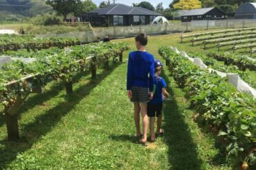 Strawberry Picking Places in Tauranga