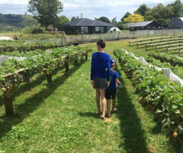 Strawberry Picking Places in Tauranga