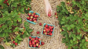 Strawberry Picking Places in Wellington