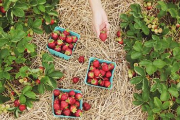 Strawberry Picking Places in Wellington