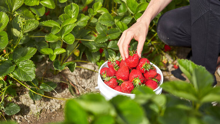 Strawberry Picking Places in Western Sydney