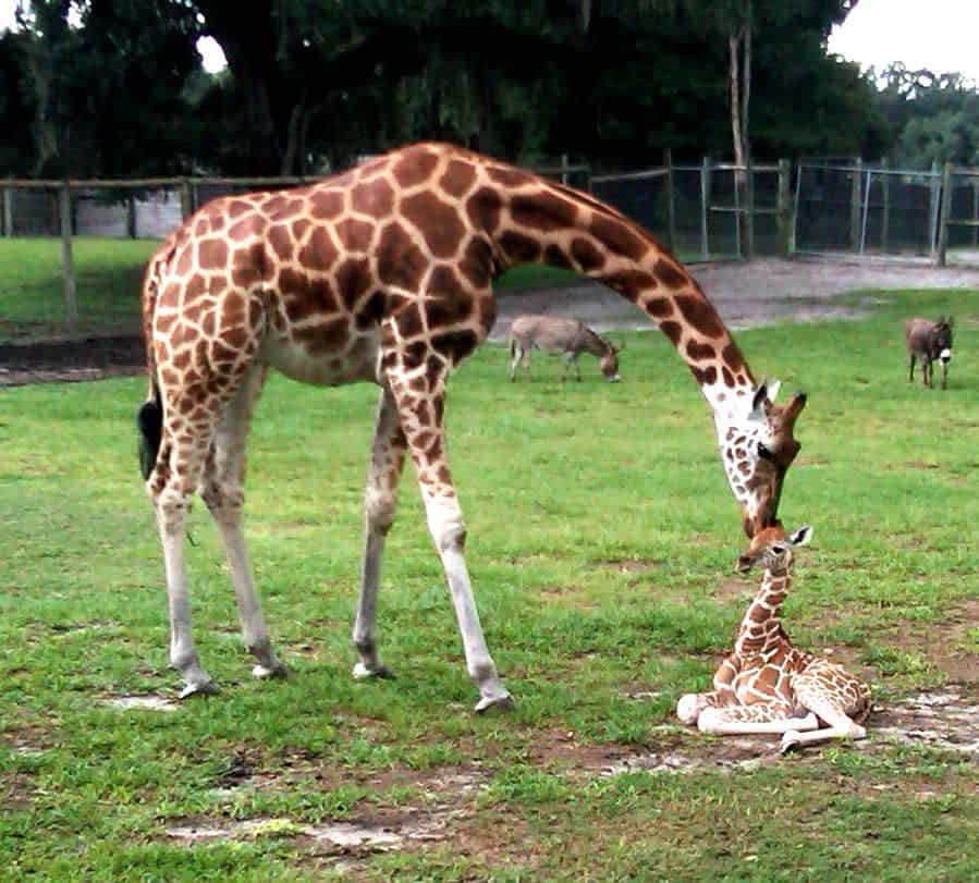 Zoos, Animal Farms and Aquariums in Dunedin