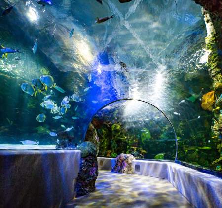 Zoos, Animal Farms and Aquariums in Hamilton