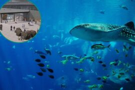 Zoos, Animal Farms and Aquariums in North Shore Sydney