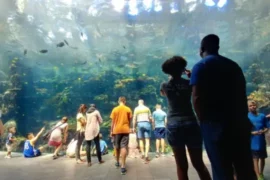 Zoos, Animal Farms and Aquariums in Queenstown