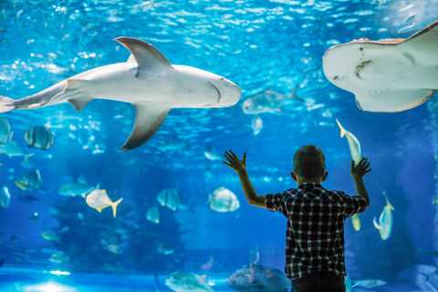 Zoos, Animal Farms and Aquariums in Sydney