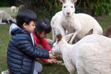 adelaide wildlife park