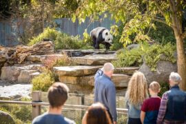 adelaide zoo panda