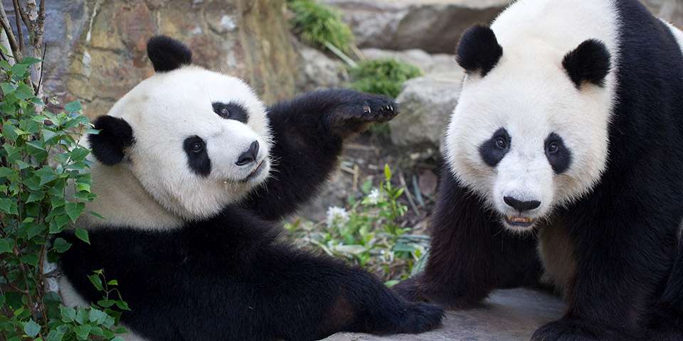 adelaide zoo pandas