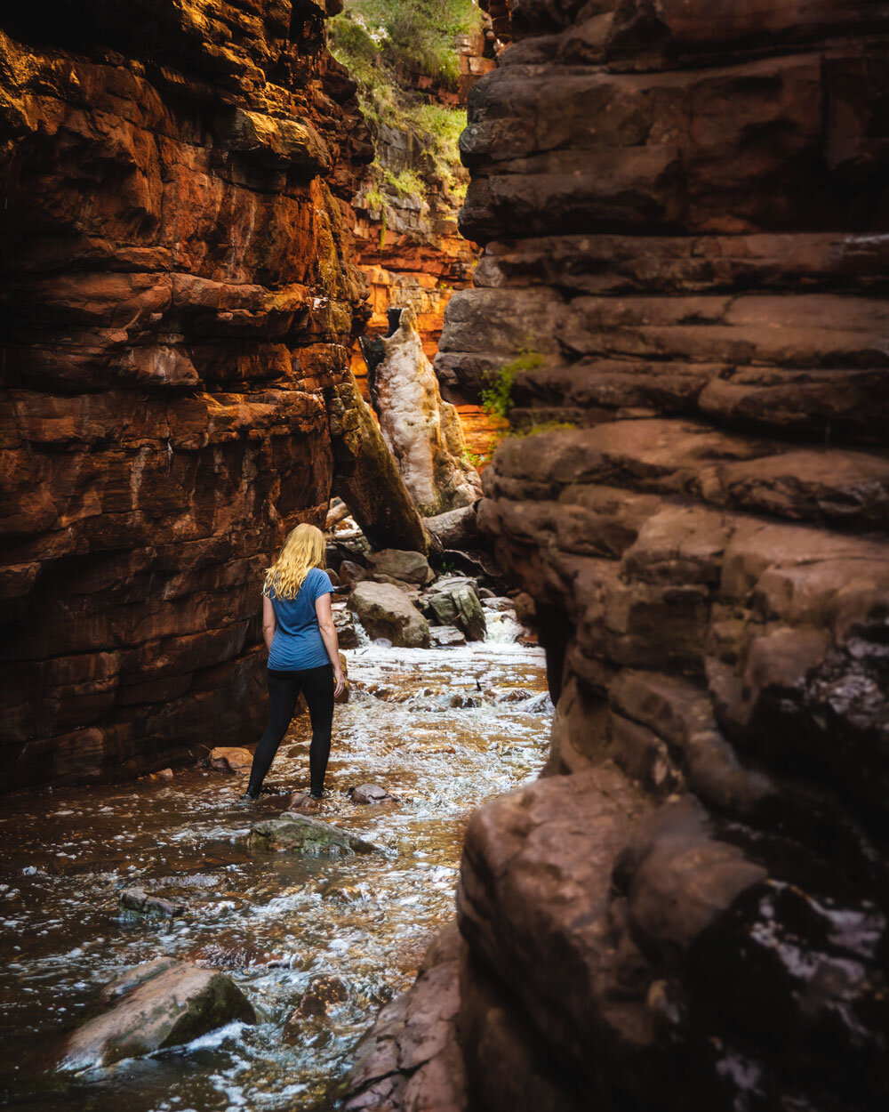 alligator gorge