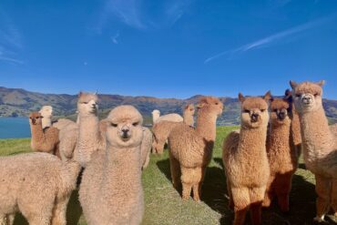 alpaca farm