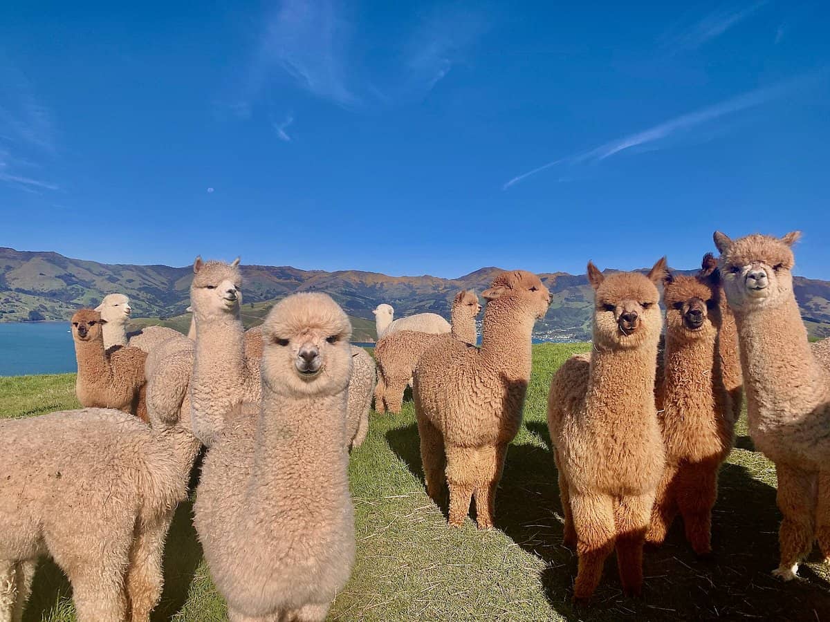 alpaca farm