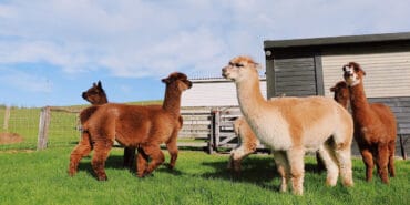 alpaca farms