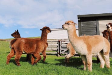 alpaca farms