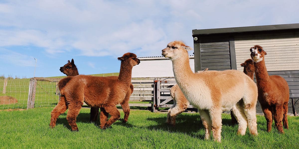 alpaca farms