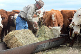 american farmers and ranchers