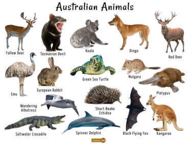 animal australian