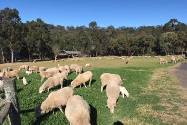 animal farm sydney