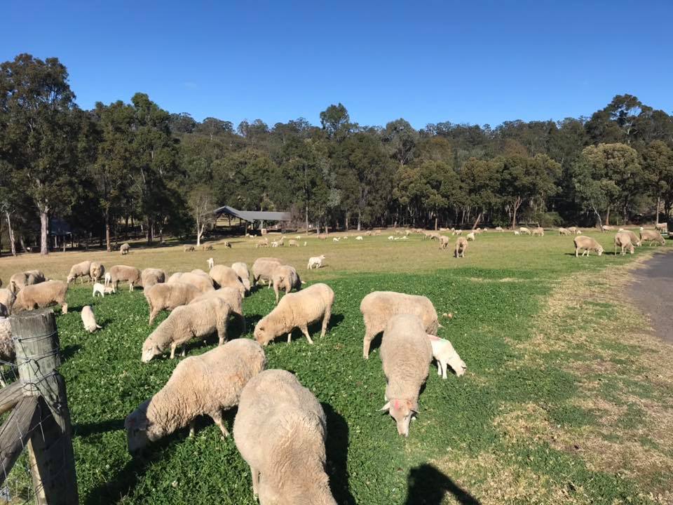 animal farm sydney