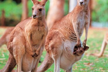 animal from australia