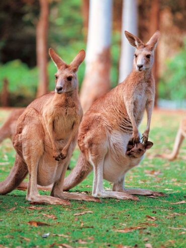 animal from australia