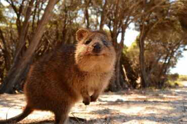 animal only found in australia