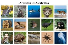 animals australian