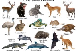 animals from australia